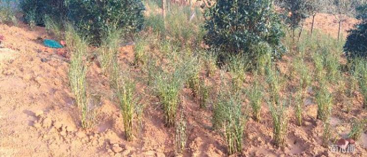 高度30厘米细叶芒