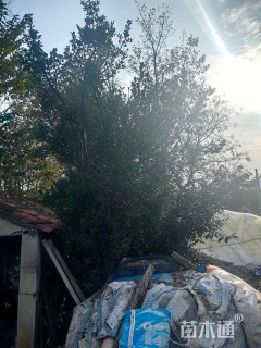 高度400厘米大叶黄杨