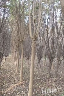 10公分大叶女贞