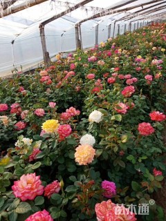 20厘米藤本月季