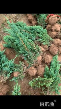 高度50厘米铺地柏