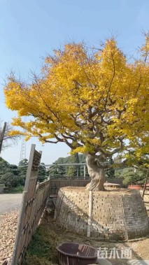 高度450厘米赤枫