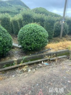 冠幅150厘米海桐球