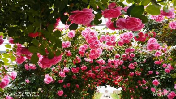 100厘米藤本月季