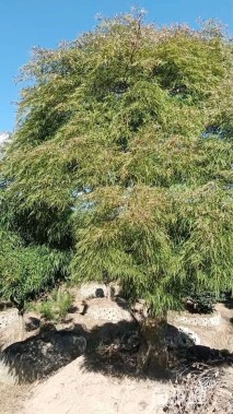 高度300厘米羽毛枫