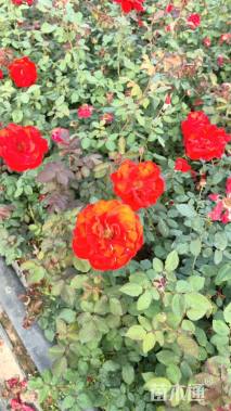 高度40厘米月季