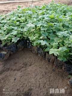 高度15厘米飞燕草