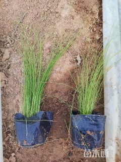 高度23厘米墨西哥羽毛草