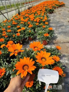 高度20厘米勋章菊