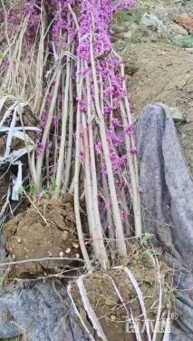 高度200厘米丛生紫荆