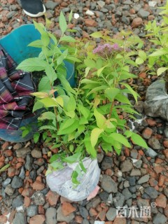 40厘米金焰绣线菊