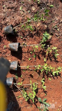 高度35厘米四季桂小苗