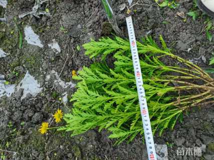 高度28厘米木春菊
