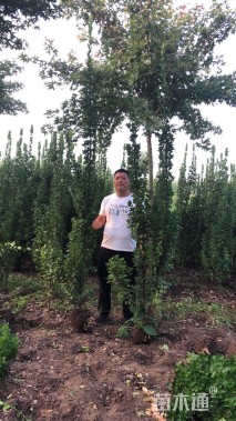 高度250厘米北海道黄杨