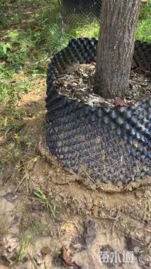 5公分黄花风铃木