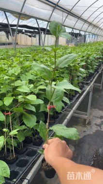 30厘米西番莲