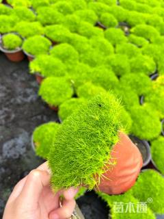 高度5厘米漆姑草