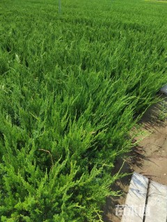 高度40厘米铺地柏