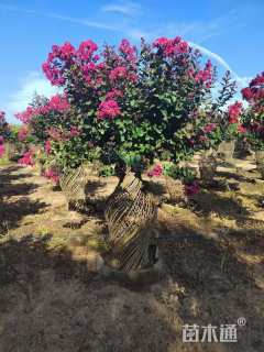 30公分紫薇花瓶