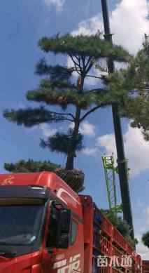20公分造型松