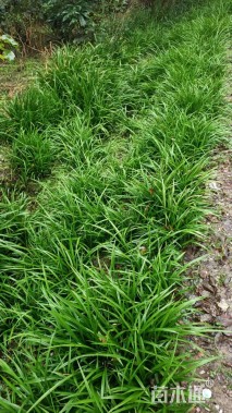 高度20厘米吉祥草