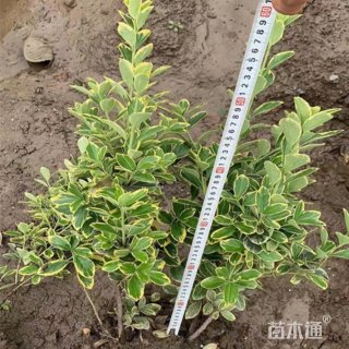 高度20厘米金边黄杨