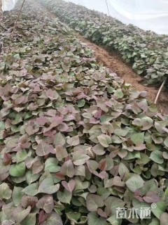 地栽苗番薯小苗