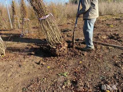 高度180厘米花石榴