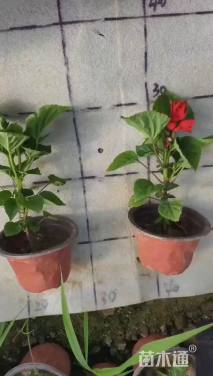 高度8厘米一串红