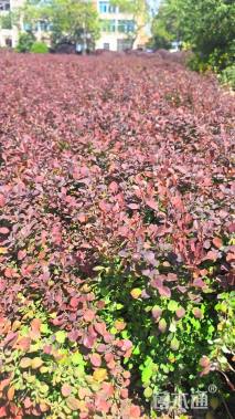 高度45厘米红叶小檗小苗