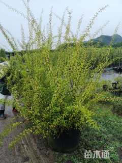 高度100厘米喷雪花