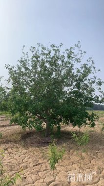 16公分美国红栌