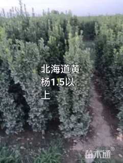 高度160厘米北海道黄杨