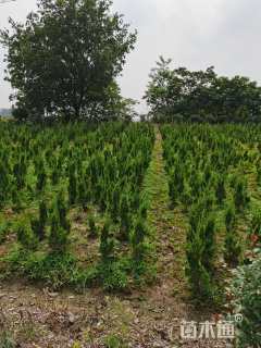 高度200厘米蜀桧