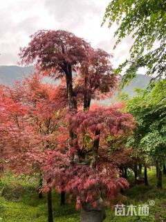 高度280厘米羽毛枫