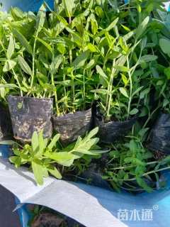高度15厘米千屈菜