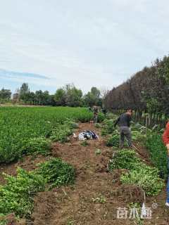 高度40厘米大叶黄杨