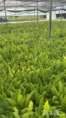 高度15厘米狐尾天门冬