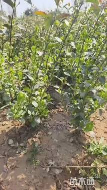 冠幅40厘米卫矛球