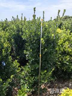 高度180厘米大叶黄杨柱