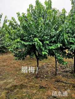 高度350厘米蜡梅