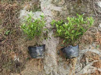 高度25厘米小叶栀子