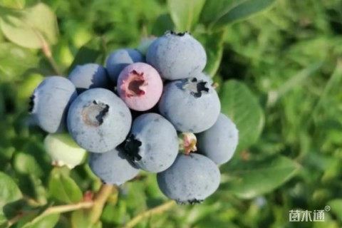 高度60厘米蓝莓