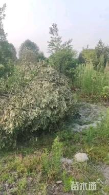 高度250厘米茶花