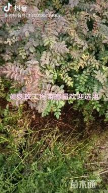 高度50厘米黄刺玫