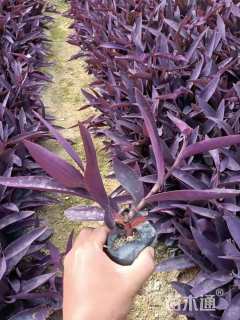 高度25厘米紫露草
