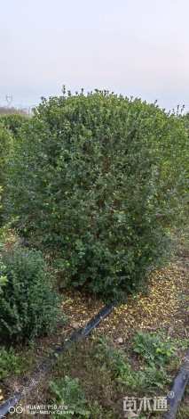 冠幅180厘米小叶女贞球