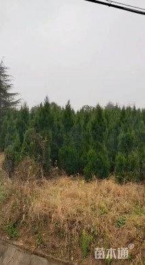 高度150厘米蜀桧