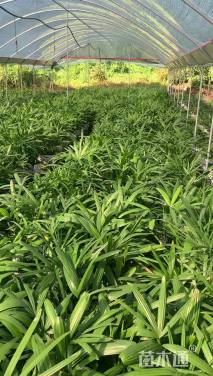 高度10厘米凤仙花