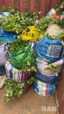 高度30厘米鹅掌柴